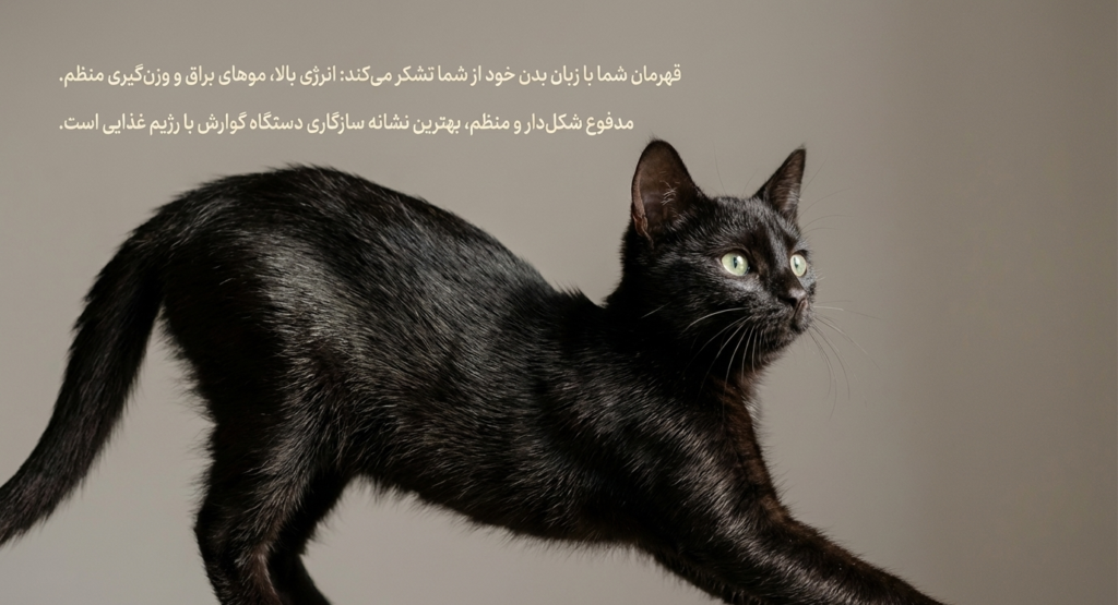 تغذیه در بچه گربه 10 تغذیه در بچه گربه