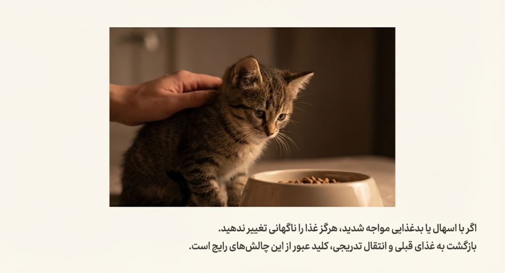 تغذیه در بچه گربه 11 تغذیه در بچه گربه