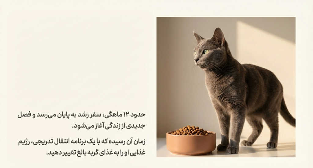 تغذیه در بچه گربه 12 تغذیه در بچه گربه