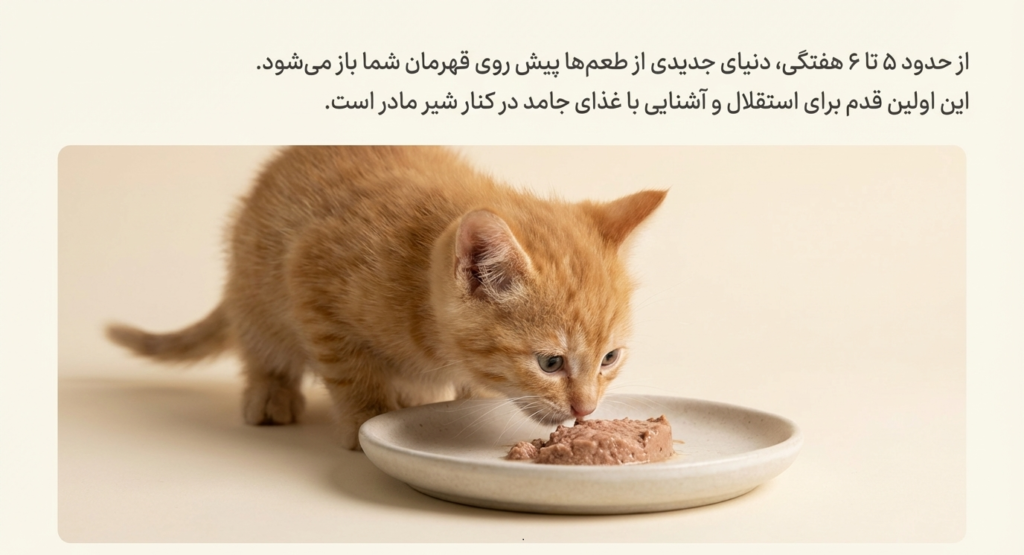 تغذیه در بچه گربه 2 تغذیه در بچه گربه