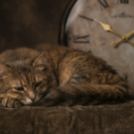 غذا نخوردن گربه؛ ۷ دلیل رایج و راهکارهای مؤثر