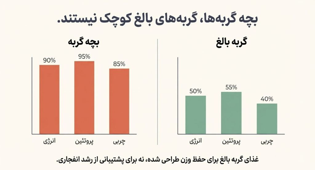 بهترین غذای مناسب بچه گربه | راهنمای جامع تغذیه سالم از تولد تا بلوغ 1 غذای مناسب بچه گربه