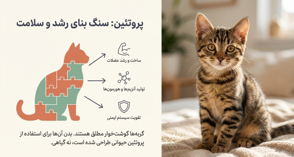 بهترین غذای مناسب بچه گربه | راهنمای جامع تغذیه سالم از تولد تا بلوغ 2 غذای مناسب بچه گربه