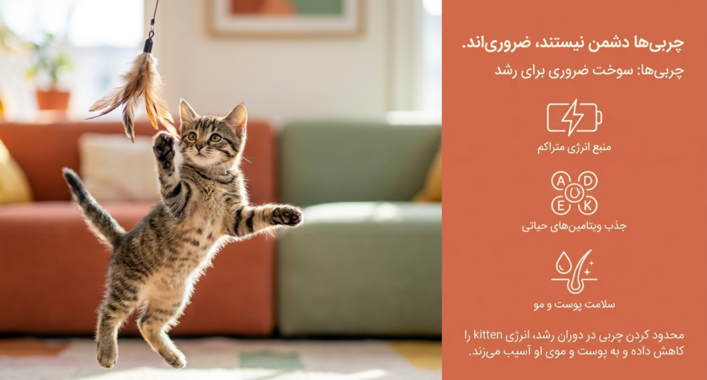 بهترین غذای مناسب بچه گربه | راهنمای جامع تغذیه سالم از تولد تا بلوغ 4 غذای مناسب بچه گربه