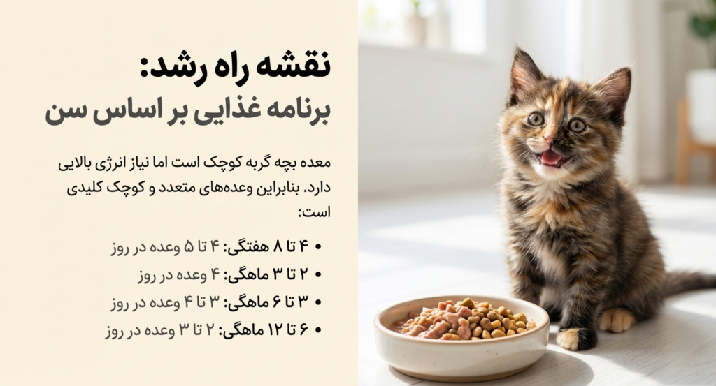 بهترین غذای مناسب بچه گربه | راهنمای جامع تغذیه سالم از تولد تا بلوغ 8 غذای مناسب بچه گربه