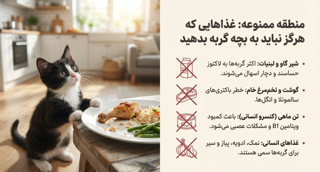 بهترین غذای مناسب بچه گربه | راهنمای جامع تغذیه سالم از تولد تا بلوغ 7 غذای مناسب بچه گربه