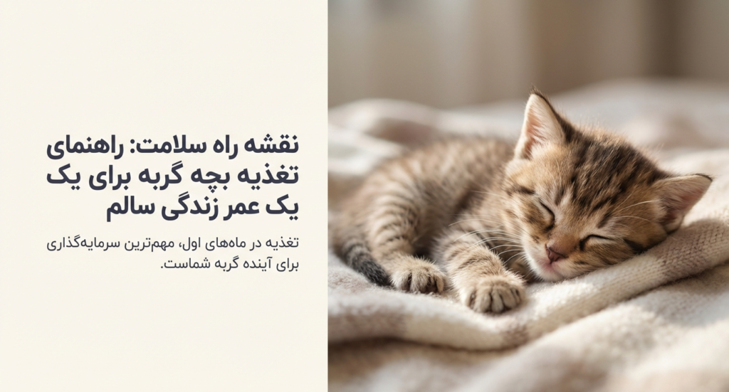 بهترین غذای مناسب بچه گربه | راهنمای جامع تغذیه سالم از تولد تا بلوغ