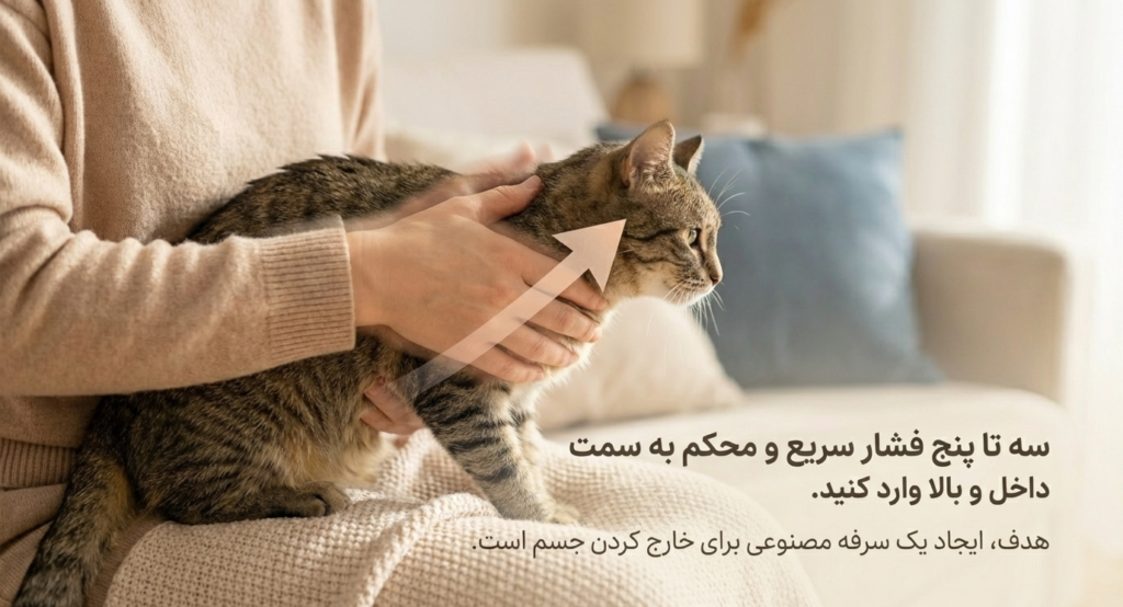 مانور هایملیخ در گربه‌ها