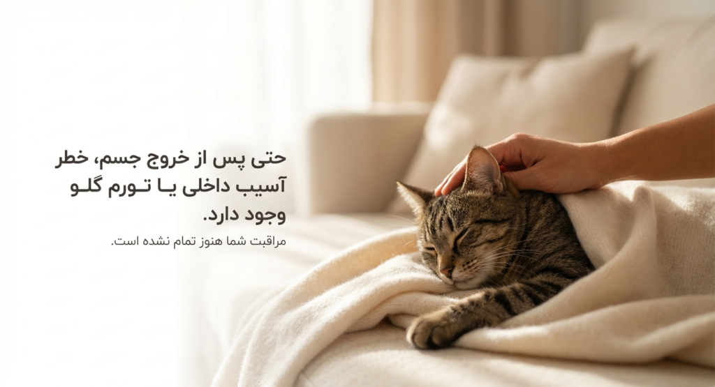 مانور هایملیخ در گربه‌ها