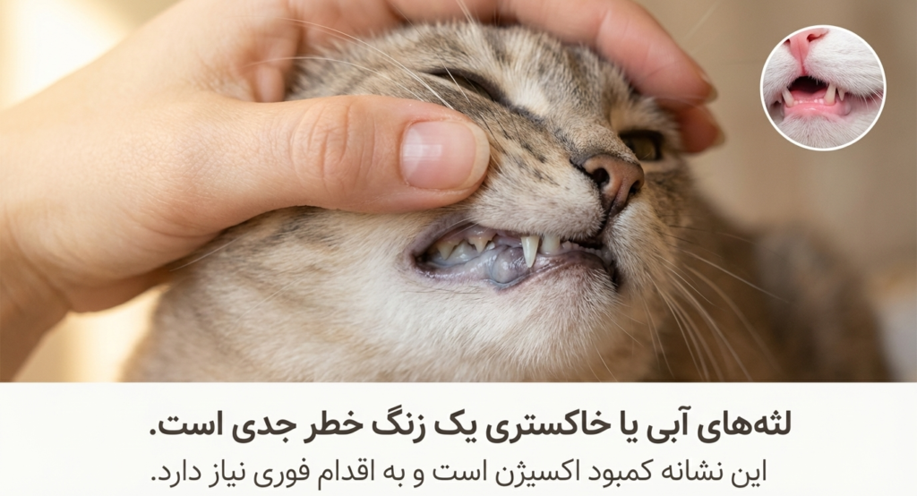 مانور هایملیخ در گربه‌ها