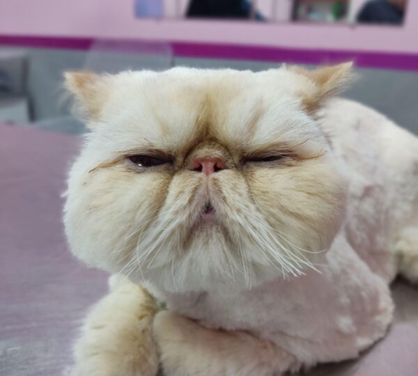 غزل پت گرومینگ آرایشگاه پت در مشهد7