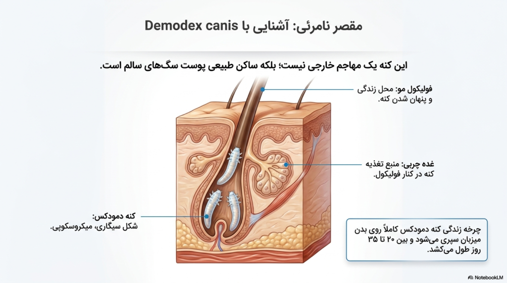 بیماری پوستی دمودکتیک در توله سگ 1 دمودکتیک در توله سگ
