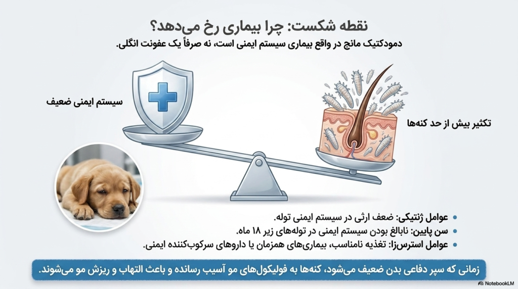 بیماری پوستی دمودکتیک در توله سگ 2 دمودکتیک در توله سگ