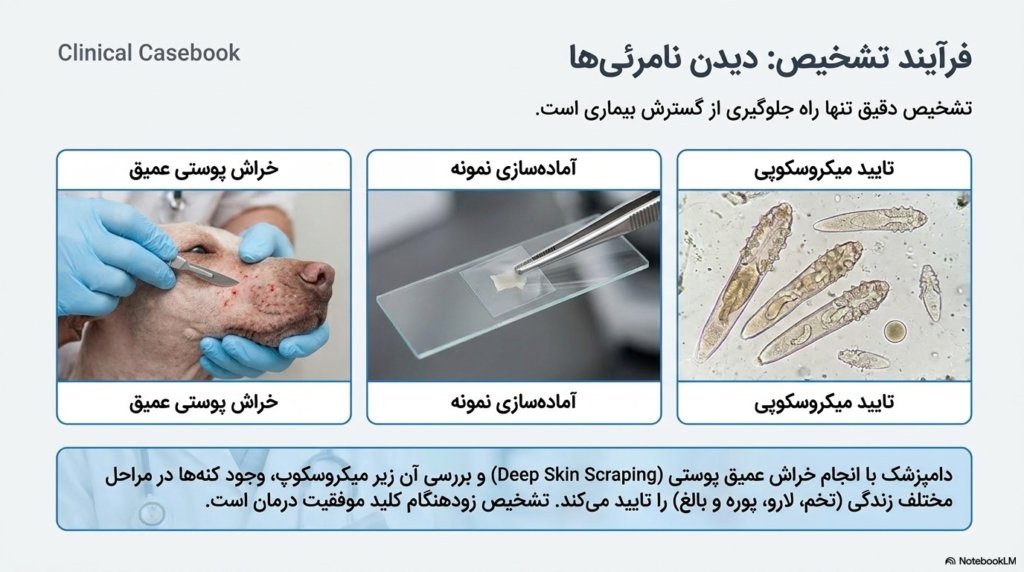 بیماری پوستی دمودکتیک در توله سگ 4 دمودکتیک در توله سگ