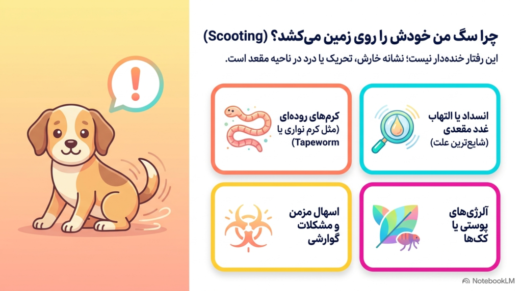 نحوه تخلیه غدد مقعدی توله سگ 1 غدد مقعدی