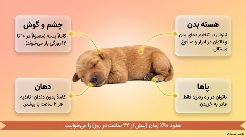 اصول مراقبت از توله سگ تازه متولد شده 1 توله سگ نوزاد