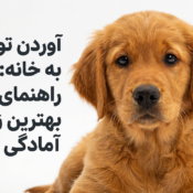 بهترین فصل برای آوردن توله سگ به خانه