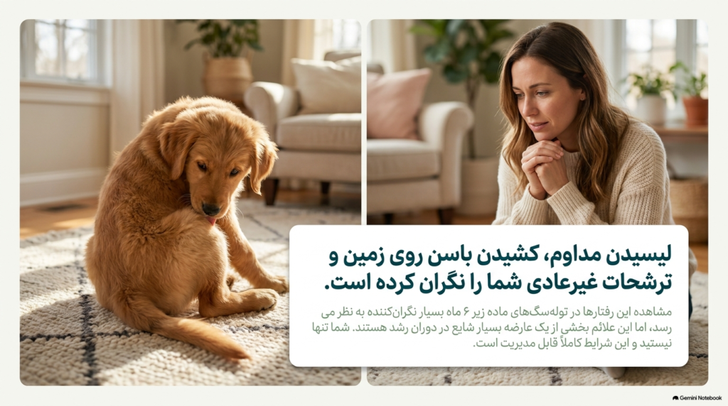 واژینیت توله سگ (التهاب آلت تناسلی توله سگ) 1 بیماری واژینیت