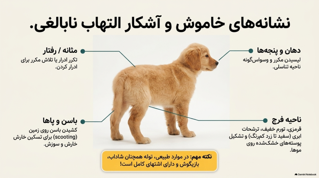 واژینیت توله سگ (التهاب آلت تناسلی توله سگ) 2 بیماری واژینیت