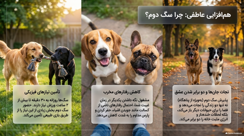 دلایل قانعکننده اینکه داشتن دو سگ بهتر از یکی است 1 داشتن دو سگ
