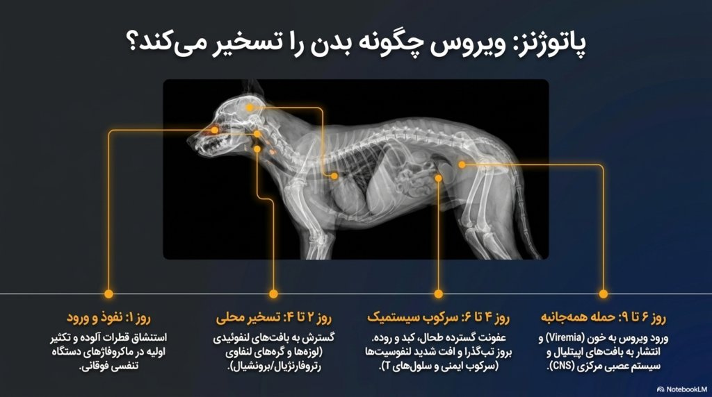 بیماری دیستمپر در سگها و توله سگها 2 بیماری دیستمپر