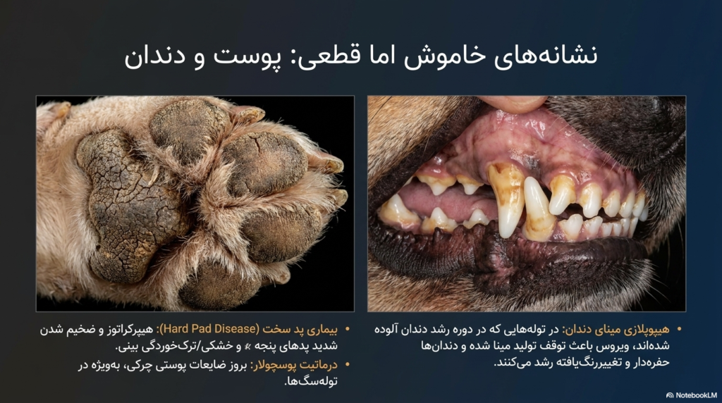 بیماری دیستمپر در سگها و توله سگها 3 بیماری دیستمپر