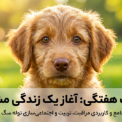 مراقبت از توله سگ ۸ هفته‌ای