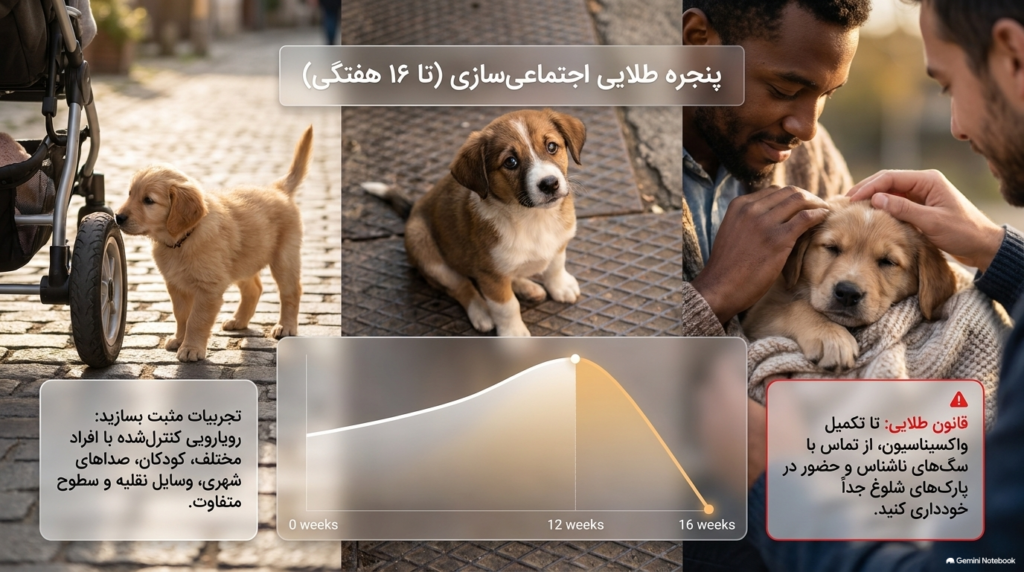 ۳۰ روز اول با توله سگ جدید 4 30روزاول